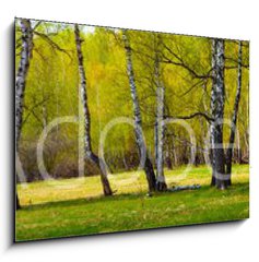 Sklenn obraz 1D - 100 x 70 cm F_E267520361 - Birch grove on a sunny day. - Bezov hj za slunenho dne.