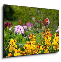 Obraz 1D - 100 x 70 cm F_E270234629 - Schmetterling 578