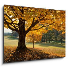 Obraz 1D - 100 x 70 cm F_E27306189 - Golden Fall Foliage Autumn Yellow Maple Tree on golf course