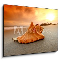 Sklenn obraz 1D - 100 x 70 cm F_E27383756 - shell