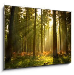 Sklenn obraz 1D - 100 x 70 cm F_E27621934 - Beautiful Forest - Krsn les