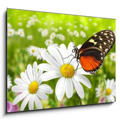 Obraz 1D - 100 x 70 cm F_E27824157 - Schmetterling 104 - Motl 104