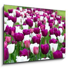 Obraz 1D - 100 x 70 cm F_E27832977 - tulipany