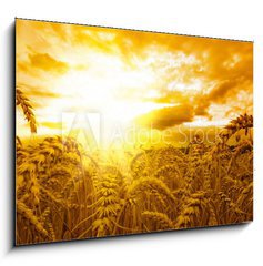 Sklenn obraz 1D - 100 x 70 cm F_E28072849 - Golden sunset over wheat field