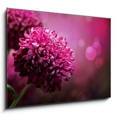 Sklenn obraz 1D - 100 x 70 cm F_E28158442 - Dahlia Autumn flower design. With copy-space - Dahlia Podzimn kvtinov design. S kopi
