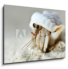 Sklenn obraz 1D - 100 x 70 cm F_E28346672 - Malediven - Land-Einsiedlerkrebs - Maledivy