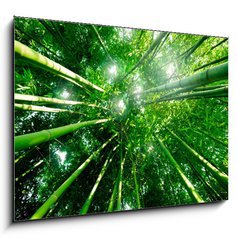 Obraz   Bambou zen for t, 100 x 70 cm