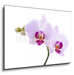 Sklenn obraz 1D - 100 x 70 cm F_E28589328 - Pink Orchid