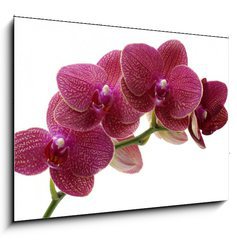 Obraz   Macro of a beautiful pink orchid, 100 x 70 cm