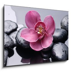 Obraz   Macro of red orchid on stone with water drops, 100 x 70 cm