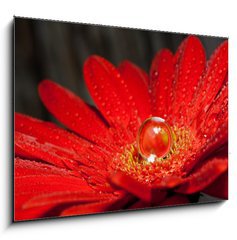 Obraz 1D - 100 x 70 cm F_E28762930 - rote Gerbera mit Wassertropfen