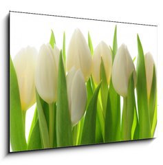 Obraz   Tulips, 100 x 70 cm
