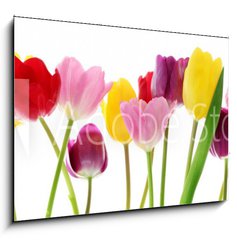 Obraz 1D - 100 x 70 cm F_E29490982 - Spring tulip flowers in a row