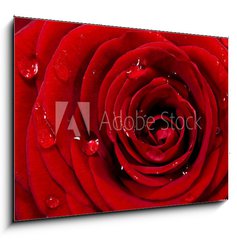 Sklenn obraz 1D - 100 x 70 cm F_E29530687 - Rosenbl te mit Wassertropfen