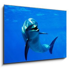 Sklenn obraz 1D - 100 x 70 cm F_E2962265 - delfn - dolphin