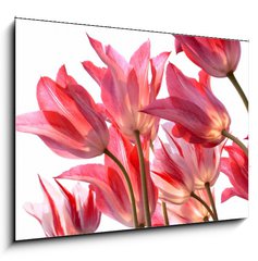 Obraz 1D - 100 x 70 cm F_E29639860 - Beautiful tulips. - Krsn tulipny.