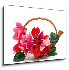 Obraz 1D - 100 x 70 cm F_E29677121 - Colourful cyclamen flowers in the basket