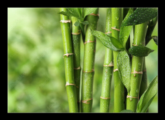 Obraz 1D - 100 x 70 cm F_E297248139 - Beautiful green bamboo stems on blurred background