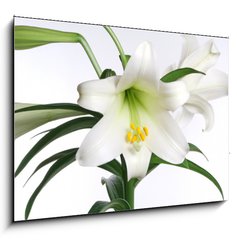 Sklenn obraz 1D - 100 x 70 cm F_E2991514 - easter lily