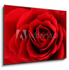 Sklenn obraz 1D - 100 x 70 cm F_E30035438 - Rote Rose - erven re