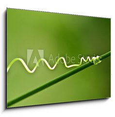 Sklenn obraz 1D - 100 x 70 cm F_E30109115 - An ivy plant