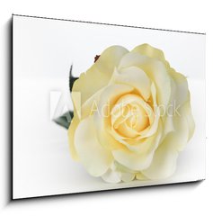 Sklenn obraz 1D - 100 x 70 cm F_E30527713 - Single White Rose