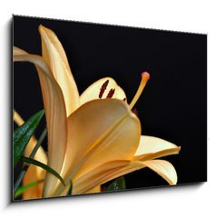 Obraz   pistils d iris, 100 x 70 cm