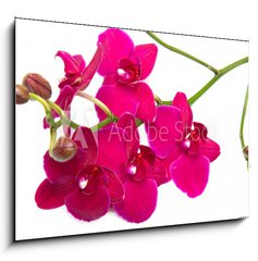 Obraz 1D - 100 x 70 cm F_E30847359 - orchidea su sfondo bianco