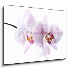 Obraz 1D - 100 x 70 cm F_E30876639 - pink spotted  orchids isolated on white background