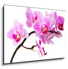 Obraz 1D - 100 x 70 cm F_E31085689 - isolated orchid