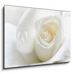 Obraz 1D - 100 x 70 cm F_E31158130 - Soft white rose