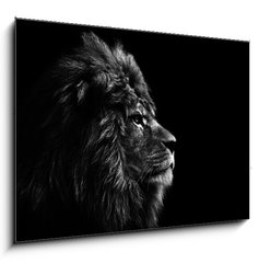 Obraz 1D - 100 x 70 cm F_E31175850 - Stunning facial portrait of male lion on black background in bla