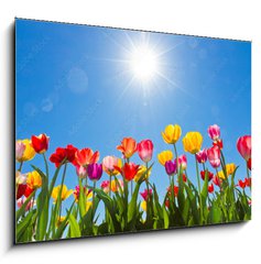 Obraz 1D - 100 x 70 cm F_E31333343 - Tulips in the sun