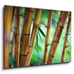 Sklenn obraz 1D - 100 x 70 cm F_E31531267 - Bamboo forest background