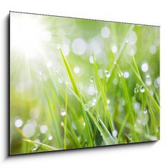 Obraz 1D - 100 x 70 cm F_E31545504 - sparkling grass - umiv trva