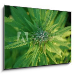 Sklenn obraz 1D - 100 x 70 cm F_E31679944 - close up of a marijuana plant bud - zblzka rostliny pupku marihuany