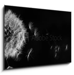 Obraz 1D - 100 x 70 cm F_E317106413 - White dandelion on blue