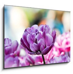 Obraz 1D - 100 x 70 cm F_E31786414 - Lila tulpe