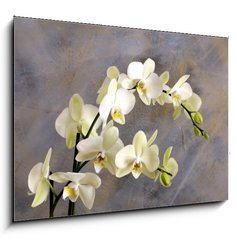 Sklenn obraz 1D - 100 x 70 cm F_E32089730 - Orchidea bianca