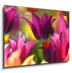 Sklenn obraz 1D - 100 x 70 cm F_E32429216 - Spring beauty