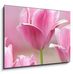 Obraz   Pink tulips close up, 100 x 70 cm