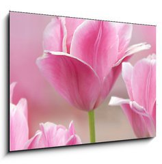 Sklenn obraz 1D - 100 x 70 cm F_E32429318 - Pink tulips close up