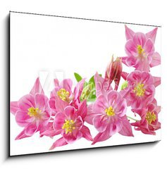 Obraz   Aquilegia Vulgaris Columbine, 100 x 70 cm