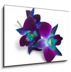 Obraz   orchid, 100 x 70 cm