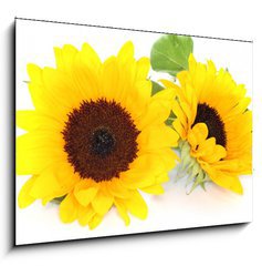 Sklenn obraz 1D - 100 x 70 cm F_E33524592 - Sonnenblumen