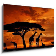 Obraz 1D - 100 x 70 cm F_E33526159 - herd of giraffes in the setting sun