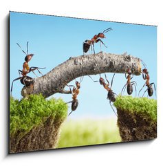 Obraz 1D - 100 x 70 cm F_E33747166 - teamwork, team of ants costructing bridge - tmov prce, tm mravenc skrvajc most