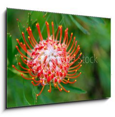 Sklenn obraz 1D - 100 x 70 cm F_E33831777 - PIncushion protea pink and orange