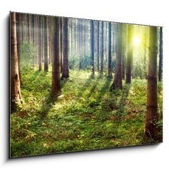 Obraz 1D - 100 x 70 cm F_E33862548 - Forest Sunset - Lesn slunce