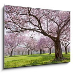 Sklenn obraz 1D - 100 x 70 cm F_E34040343 - Sakura